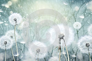 illustration of dandelion time. White Beautiful Dandelion seeds blowing in the wind. The wind inflates a dandelion on