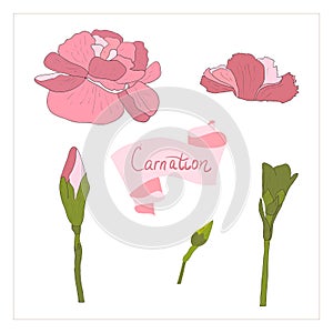 illustration Delicate carnation flower