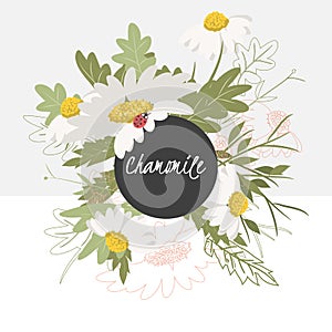 illustration Delicate chamomile flower