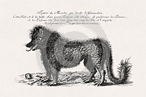 Illustration depicting the Beast of Gevaudan