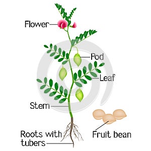 An illustration depicting parts of a plant chickpeas.