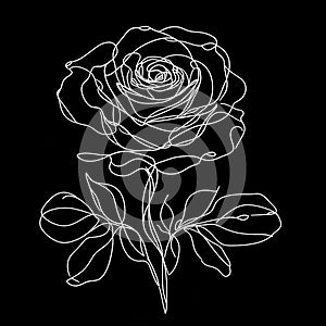 The illustration depicts a solitary white rose with green foliage, contrasted against a dark black backdrop.