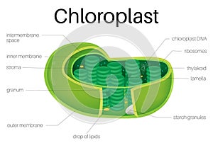 Illustration diagram of Chloroplast on plants.