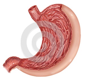 Illustration of diagram of human stomach anatomy photo