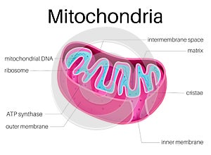 Illustration Structure of Mitochondria photo