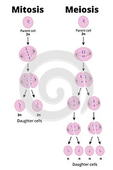 Illustration of the difference between mitosis and meiosis