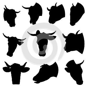 Illustration of different cow heads