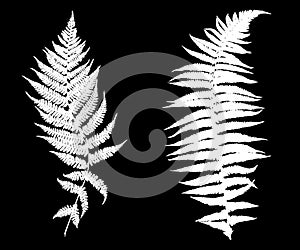 Illustration of different ferns