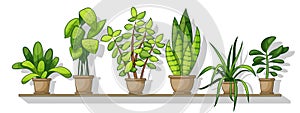 Illustration of different house plants on a shelf