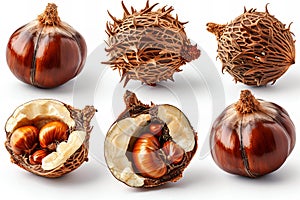 Digital image of  chestnuts, in different angles and positions, on a white background, photo realistic, with hyper detail, with p photo