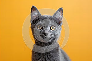 Digital image of  gray cat in front of white background, high quality, high resolution