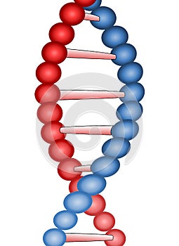 Illustration of dna double helix structure