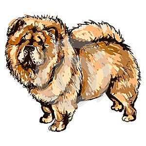 Illustration of dog breed Chow-Chow