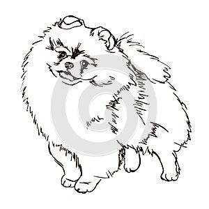 Illustration of dog breed Pomeranian photo