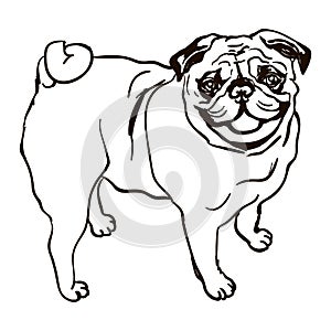 Illustration of dog breed Pug