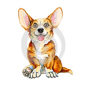 Illustration of a dog of the Corgi breed. Red-haired puppy with tongue and big ears. isolated on white background.