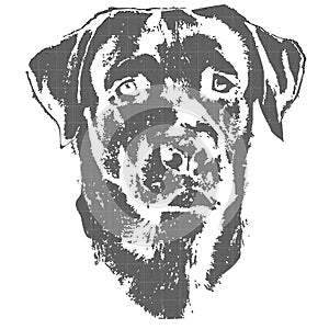 Illustration of dog, labrador retriever photo