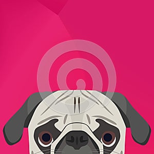 Illustration Dog pug looking over wall