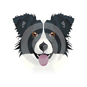 Illustration dog`s head Border Collie