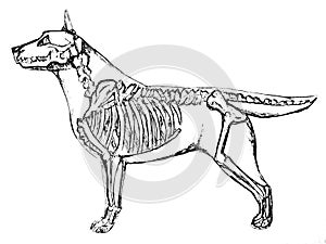 Illustration of a dog skeleton photo