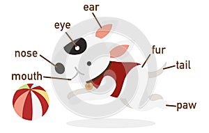 Illustration of dog vocabulary part of body