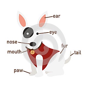 Illustration of dog vocabulary part of body