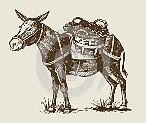 Illustration of a donkey