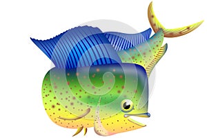 illustration of dorado fish