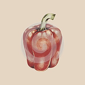 Illustration drawing of bell pepper