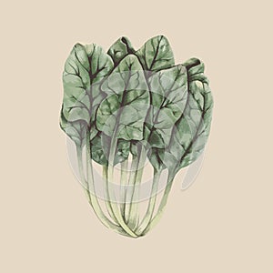 Illustration drawing of Choy sum vegetable