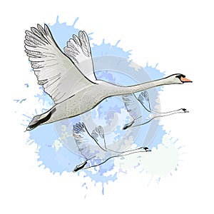 Illustration of drawing Flying flock Swans with watercolor spot effect. Hand drawn, doodle graphic design with birds.