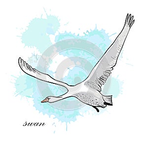 Illustration of drawing Flying Swan with watercolor spot effect. Hand drawn, doodle graphic design with bird.