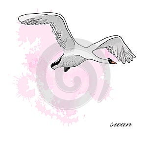 Illustration of drawing Flying Swan with watercolor spot effect. Hand drawn, doodle graphic design with bird.