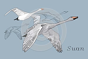 Illustration of drawing Flying Swans. Hand drawn, doodle graphic design with birds. Isolated object on blue backdrop.