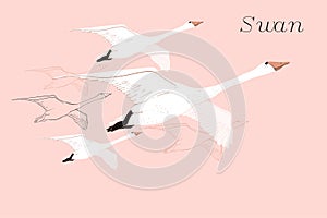 Illustration of drawing Flying Swans. Hand drawn, doodle graphic design with birds. Isolated object on blue backdrop.