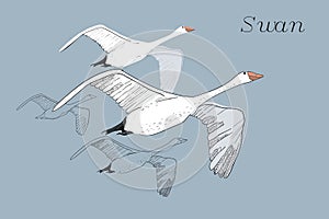 Illustration of drawing Flying Swans. Hand drawn, doodle graphic design with birds. Isolated object on blue backdrop.