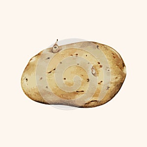 Illustration drawing of a potato