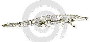 Illustration drawing style of alligator