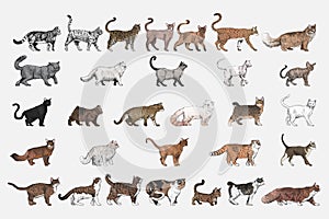 Illustration drawing style of cat breeds collection