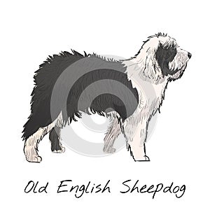 Illustration drawing style of old english sheepdog