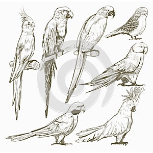 Illustration drawing style of parrot birds collection