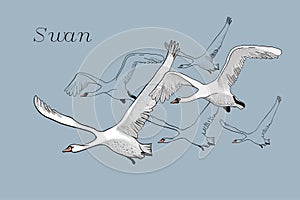 Illustration of drawing white Flying Swans.