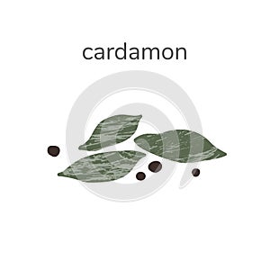 Illustration of dry cardamon seed spice isotated on white background. Hand drawn illustration.