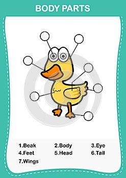 Illustration of duck vocabulary part of body