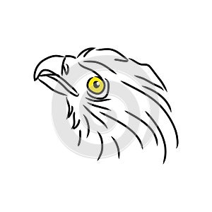 Illustration of eagle head. Logo concept.