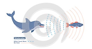 Illustration of echolocation