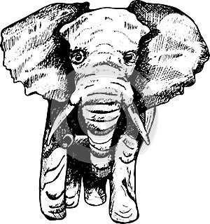 Illustration of an elephant computer hatching. Black elephant tattoos