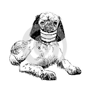 Illustration of English setter dog with mask