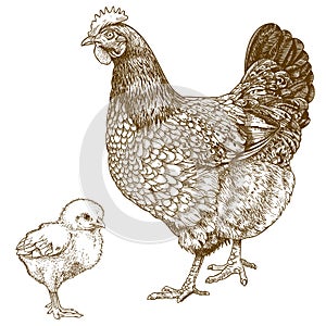 Illustration of engraving chicken and chick