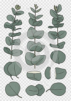 Illustration of eucalyptus branches and leaves